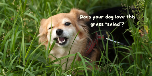 Why Do Dogs Eat Grass? The Surprising Science & How Gut Health Makes All the Difference