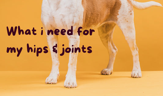 Why You Shouldn’t Ignore Your Dog’s Joint Pain: Hip & Joint Support Matters Early