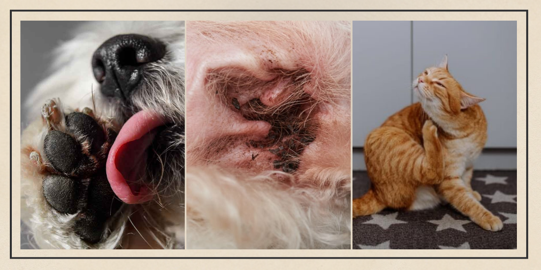 Is Your Pet’s Gut Health the Real Reason Behind Scratching, Paw Licking & Yeast Issues?