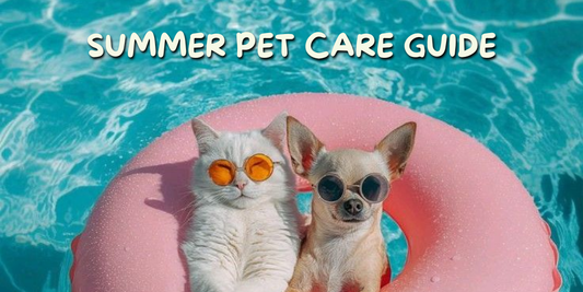 Summer Pet Care Guide: Signs of Heatstroke, Dehydration, Gut & Skin Issues