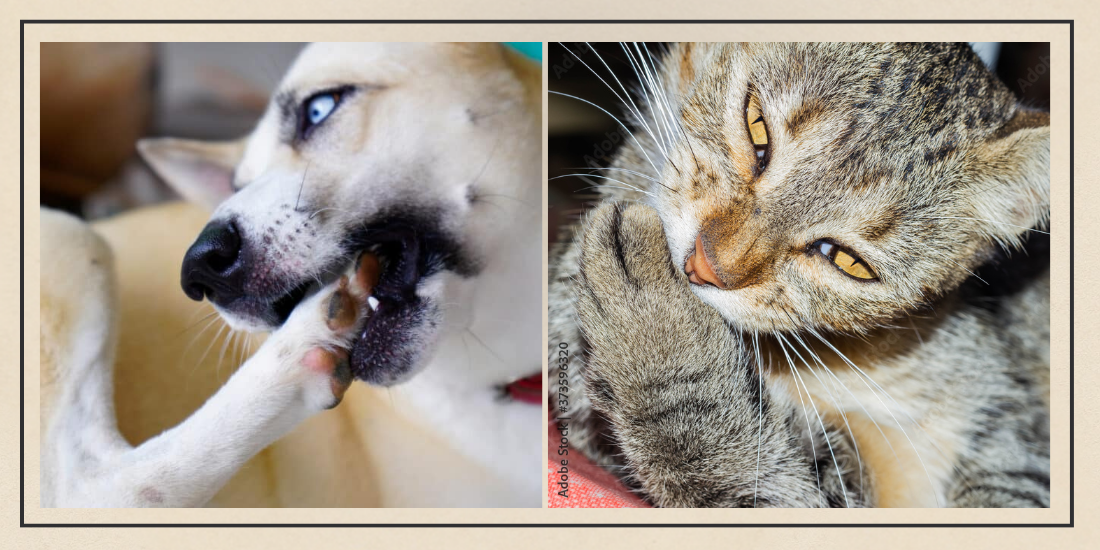 Why Is My Dog or Cat Aggressively Biting Their Paws - What’s Happening Inside?
