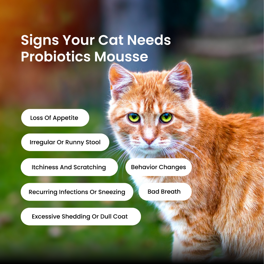 Cat Probiotic Mousse