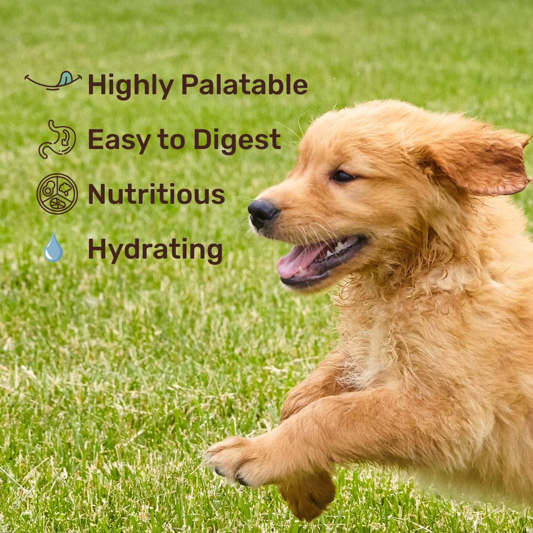 Protein Milk For Dogs