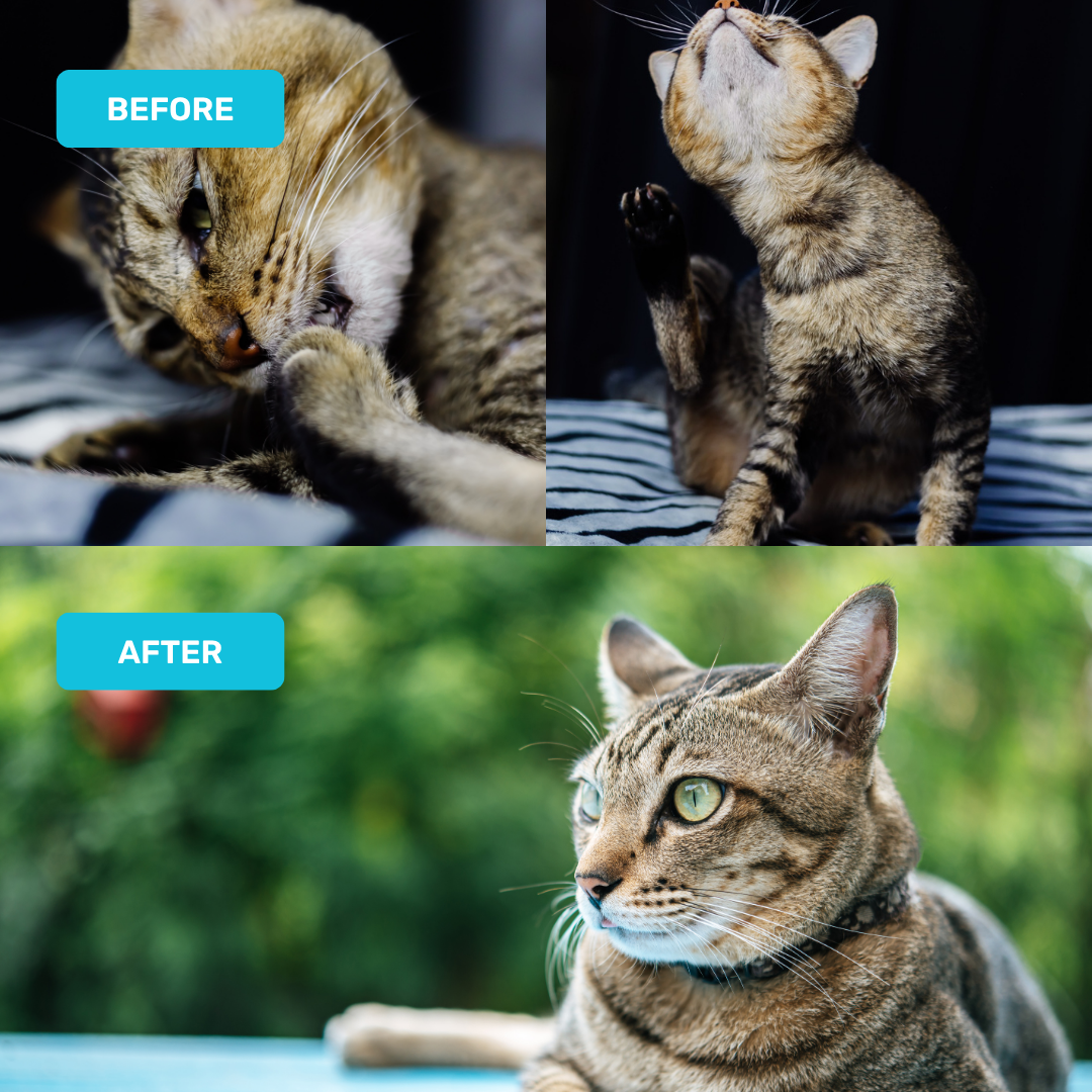 Cat Probiotic Mousse