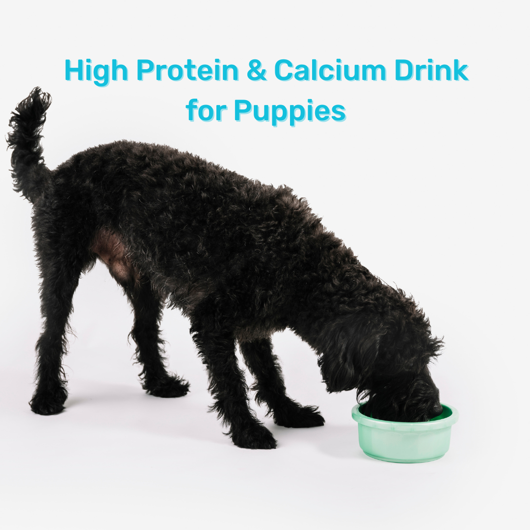 Protein Milk For Dogs