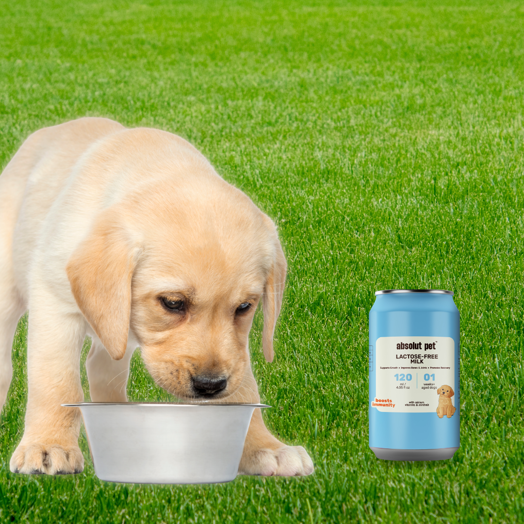 Protein Milk For Dogs