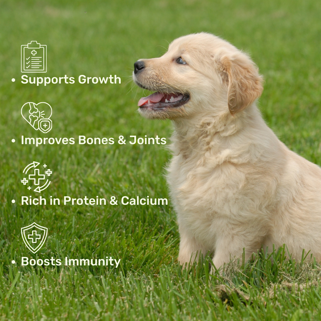 Protein Milk For Dogs