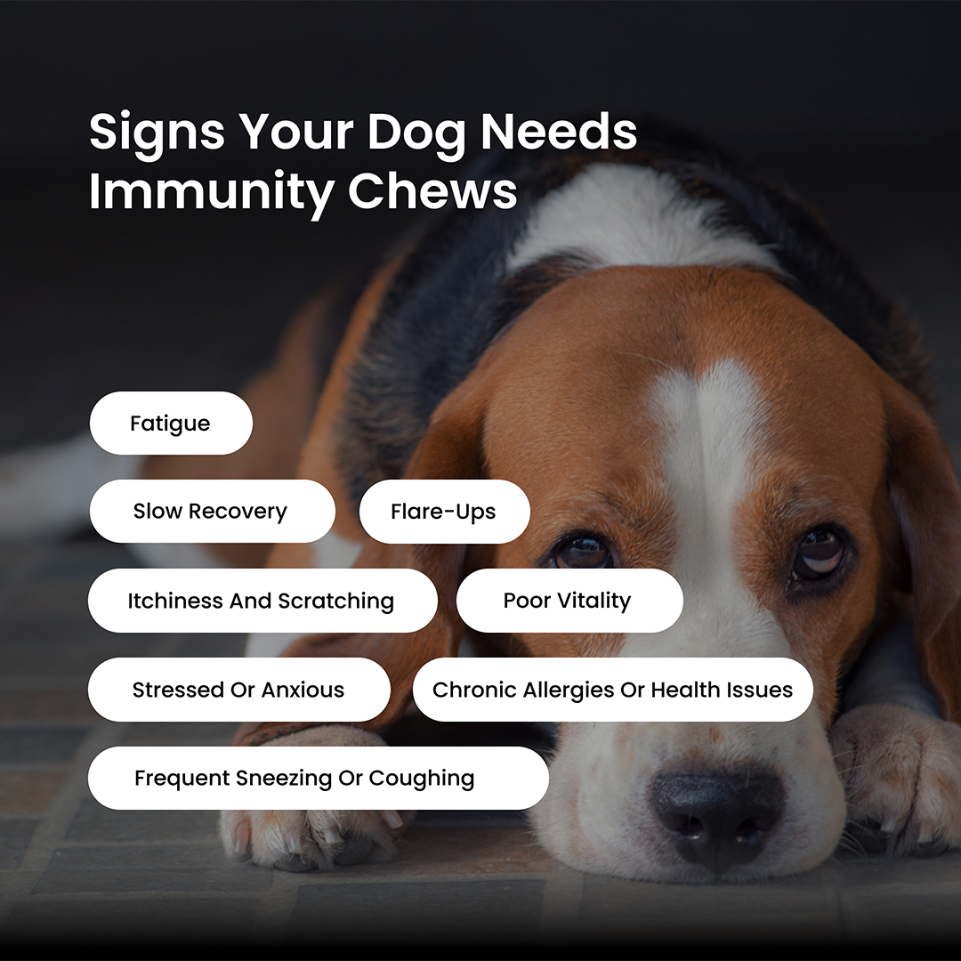 Immunity Chews