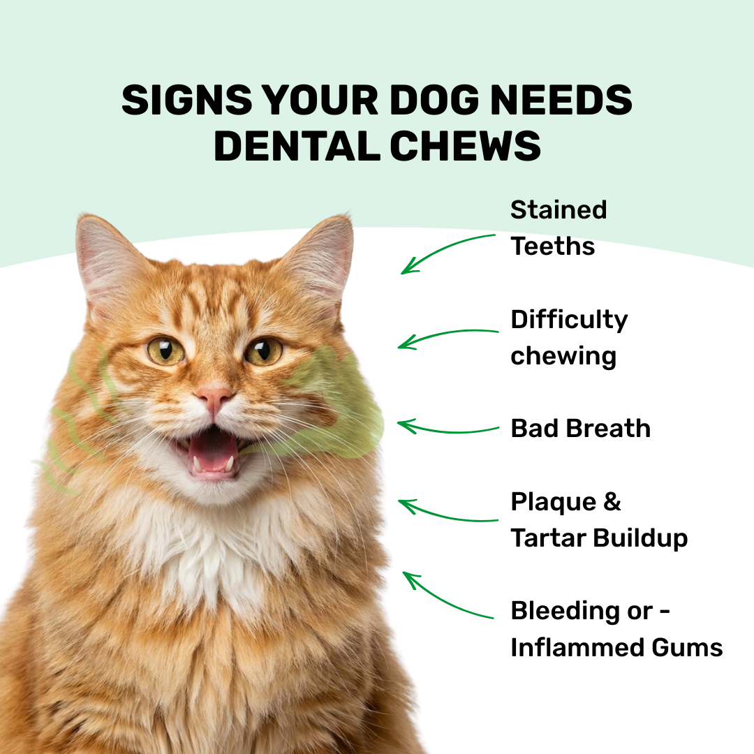 Cat Dental Supplement