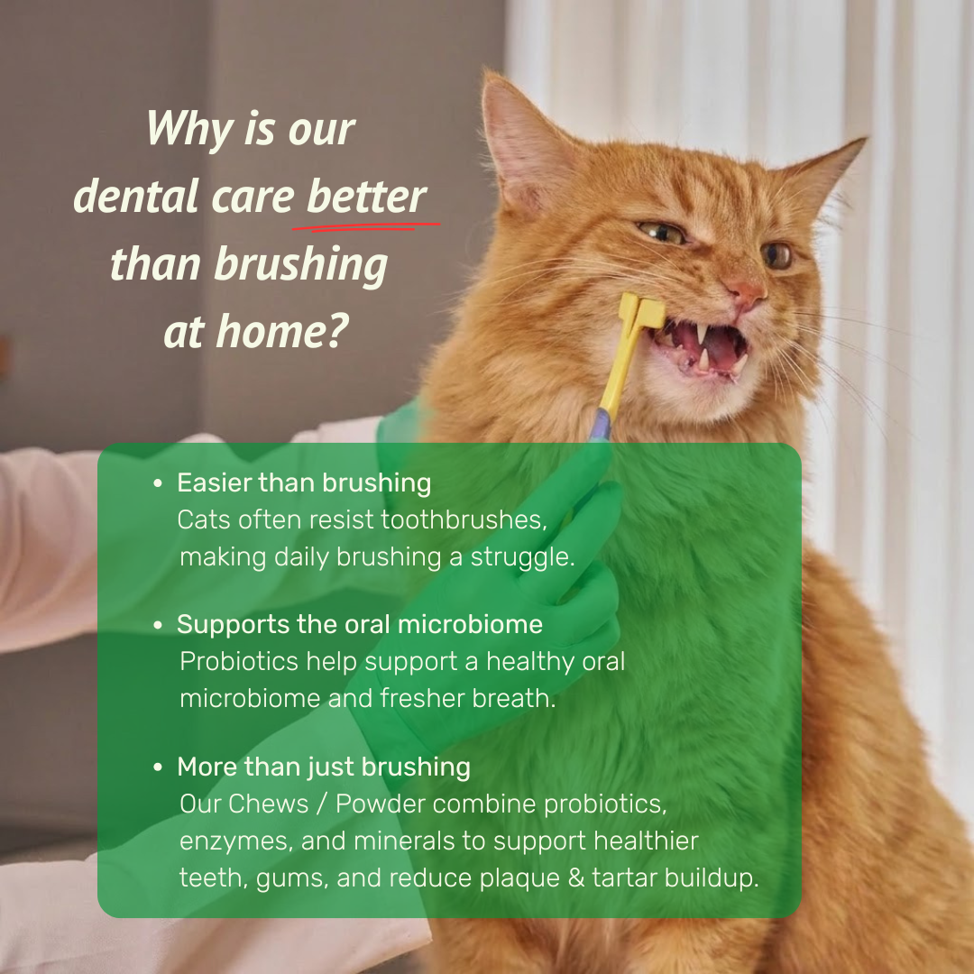 Cat Dental Supplement