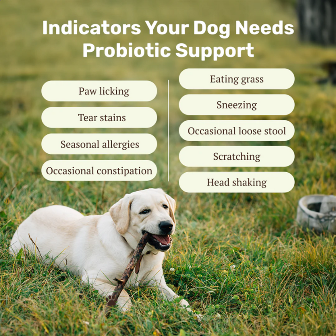 Probiotic & Gut Chews