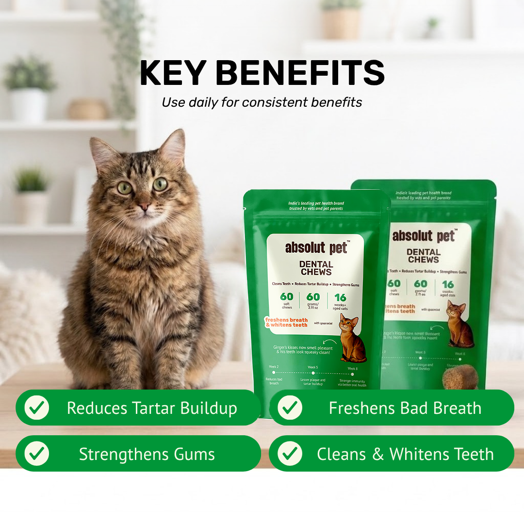 Cat Dental Supplement