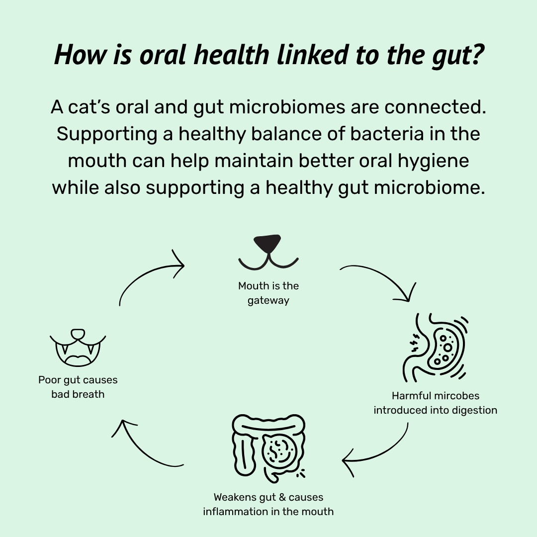 Cat Dental Supplement