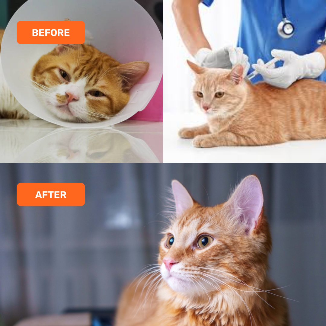 Cat Immunity Mousse