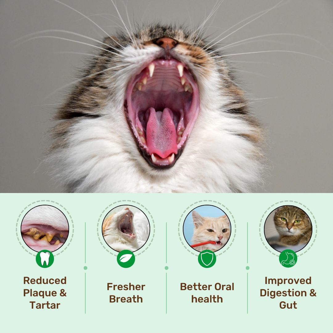 Cat Dental Supplement