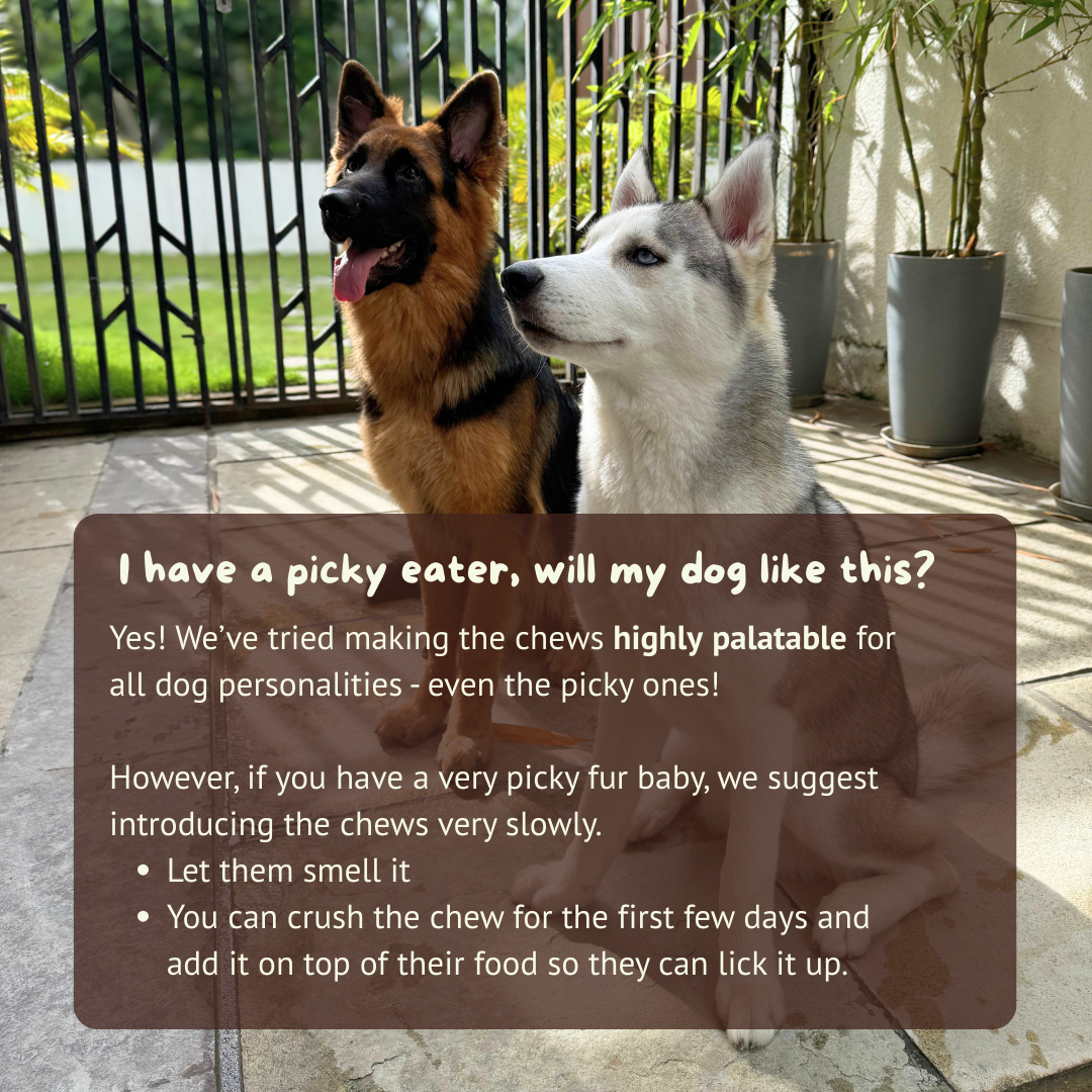 Probiotic & Gut Chews