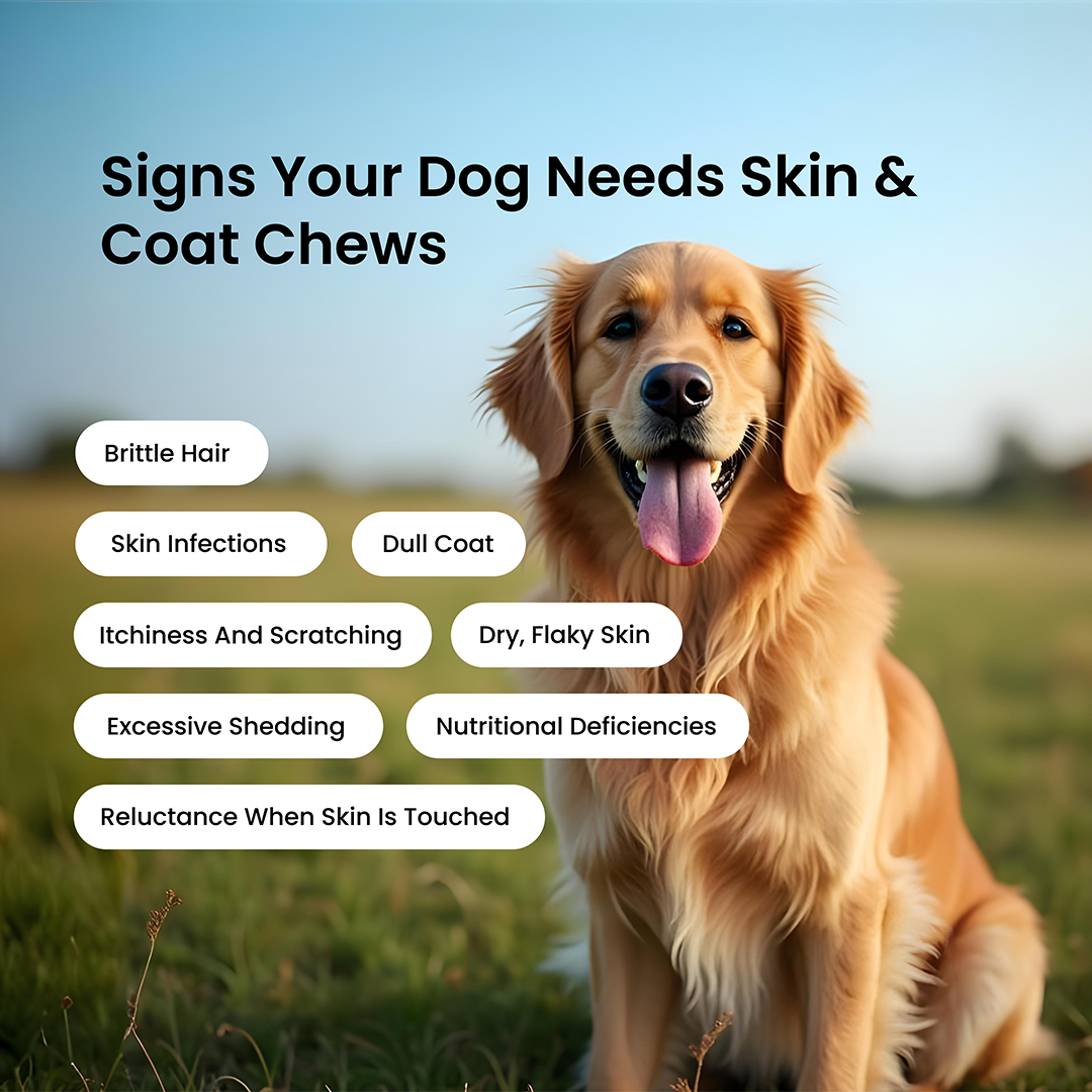 Skin & Coat Chews