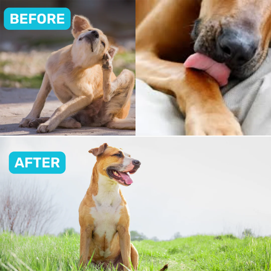 Probiotic & Gut Chews