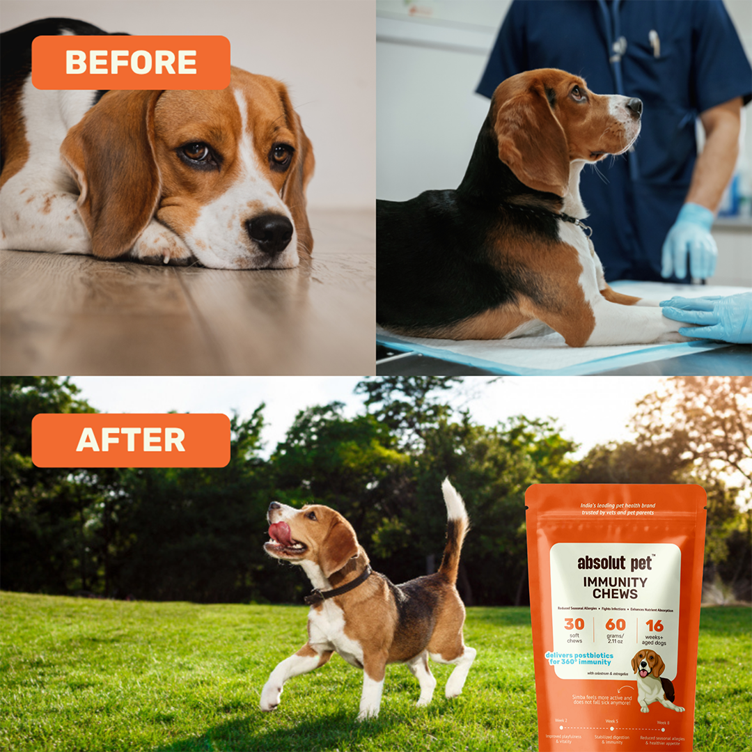 Immunity & Multivitamin Chews Combo