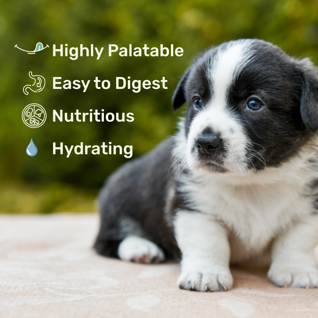 Protein Milk For Dogs