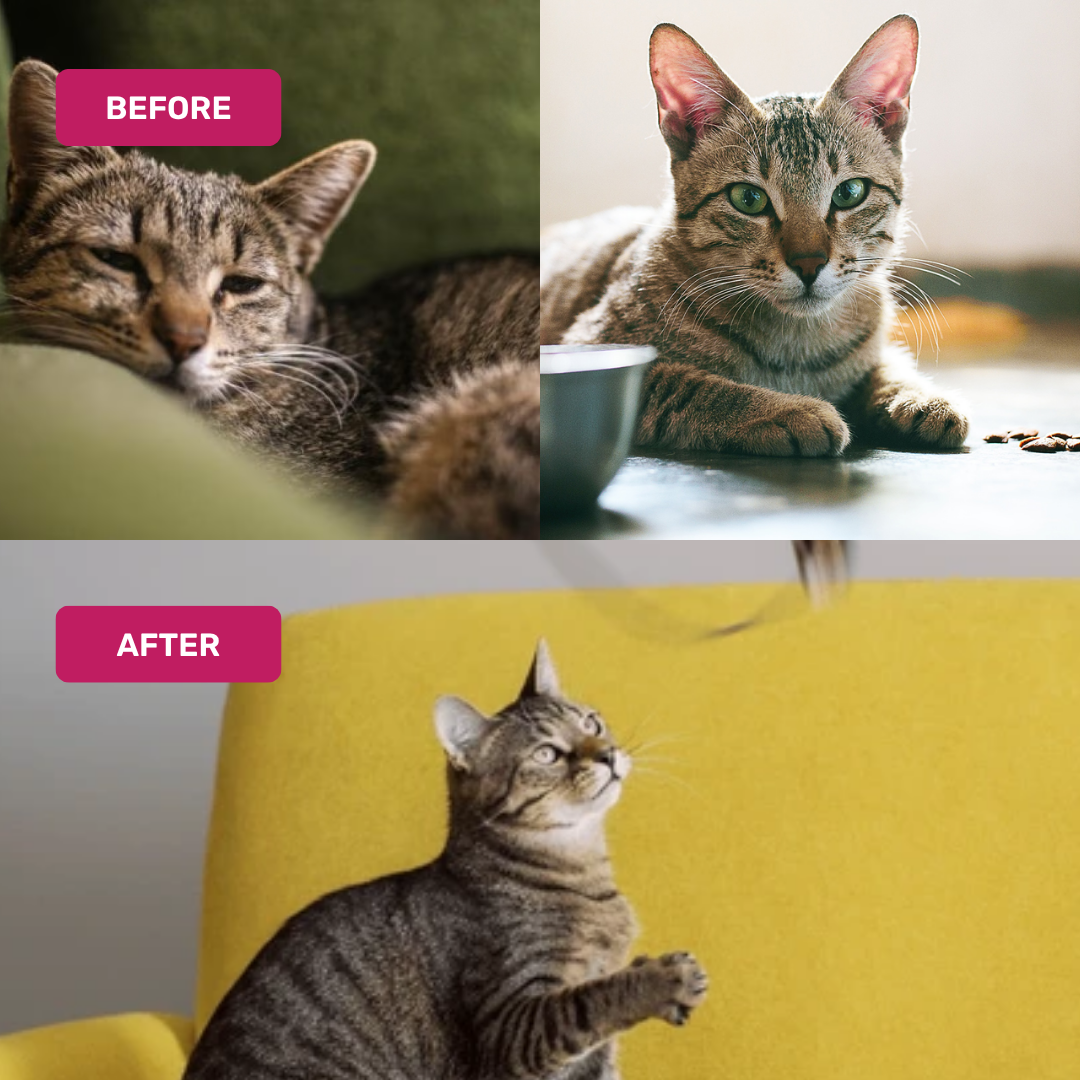 Cat Multivitamin Mousse