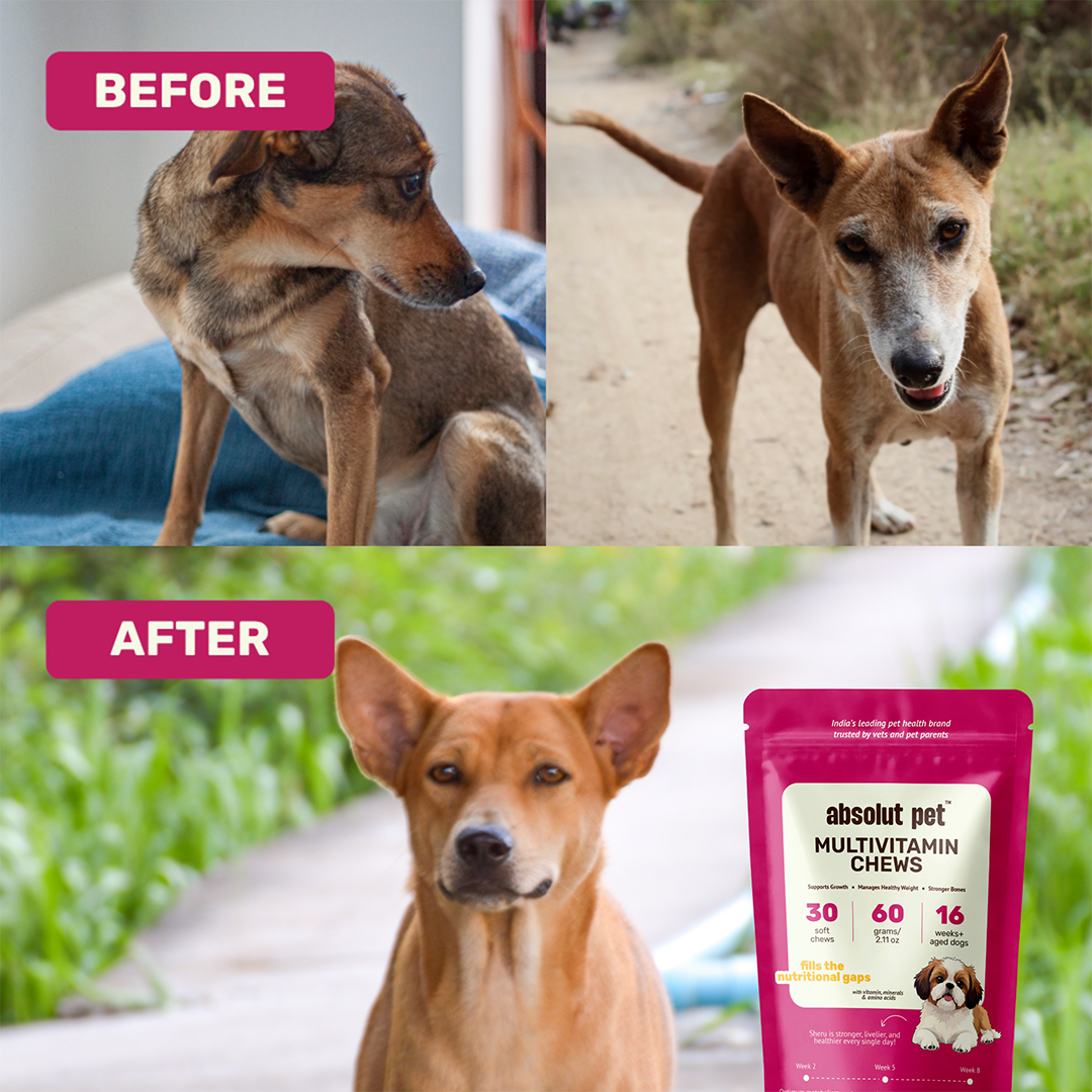 Immunity & Multivitamin Chews Combo