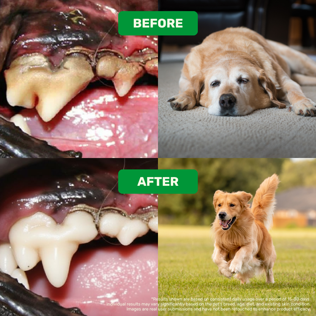 Hip & Joint & Dental Combo