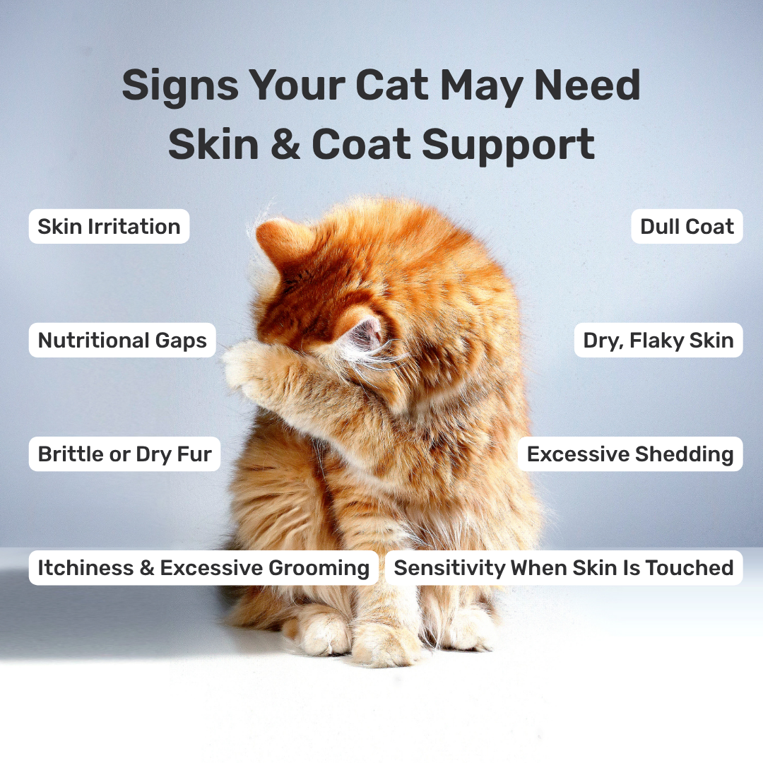 Cat Skin & Coat Supplement