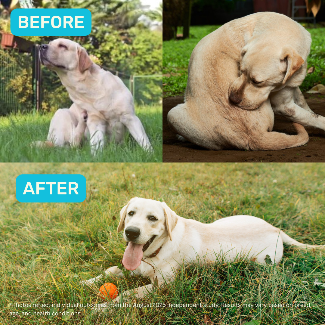 Probiotic, Hip & Joint, Skin & Coat & Dental Combo