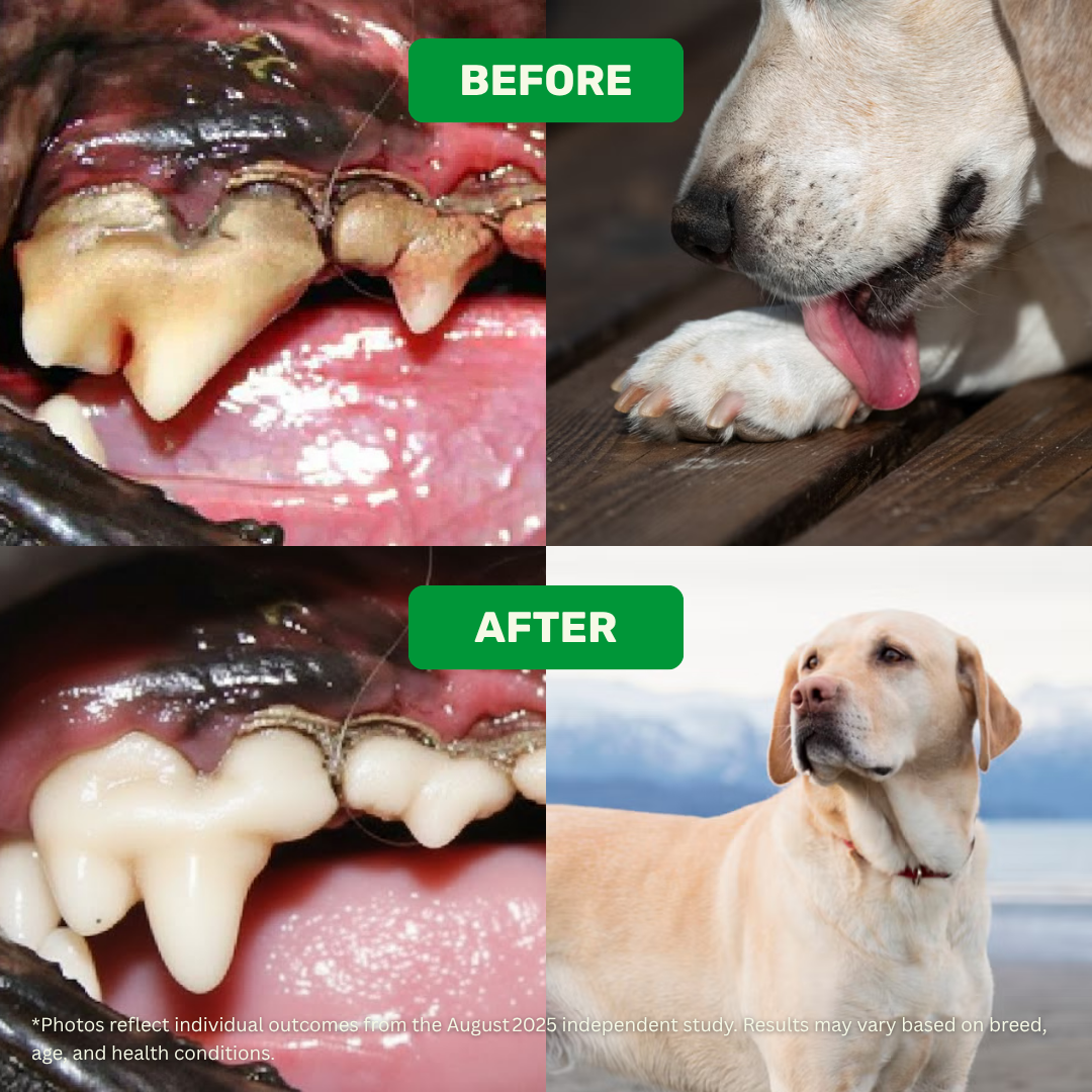 Probiotic, Hip & Joint, Skin & Coat & Dental Combo