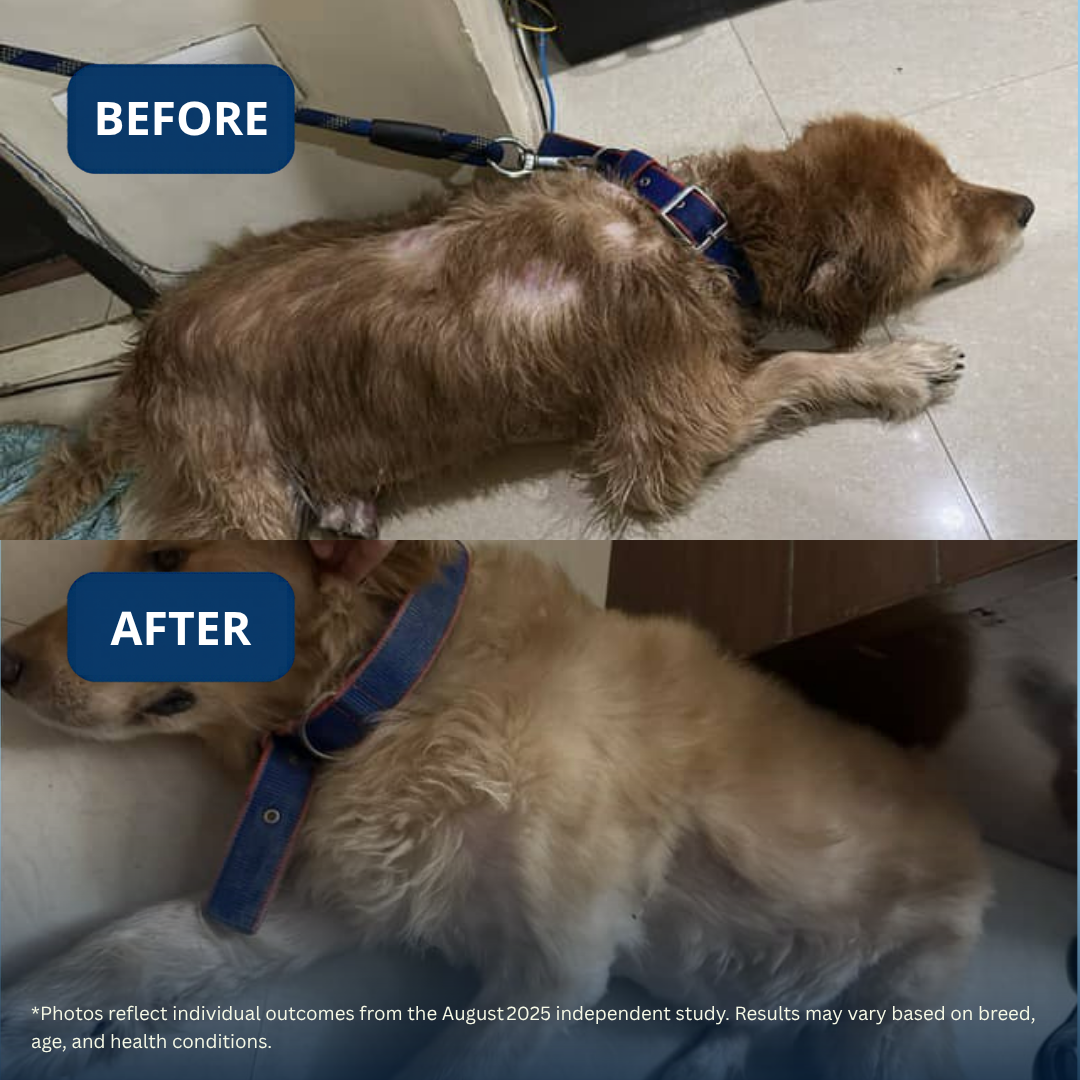 Probiotic, Hip & Joint, Skin & Coat & Dental Combo