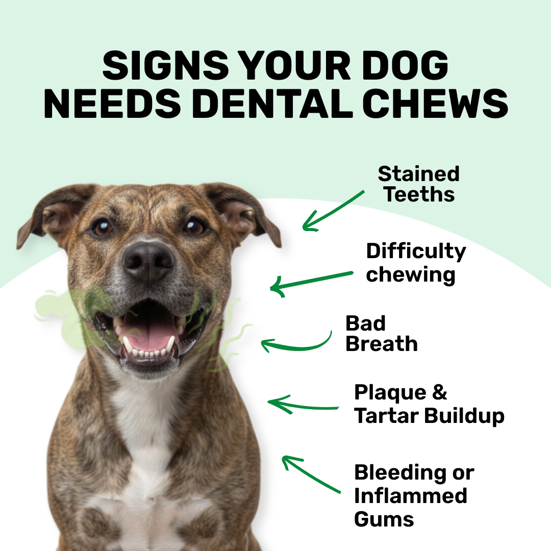 Dental Chews