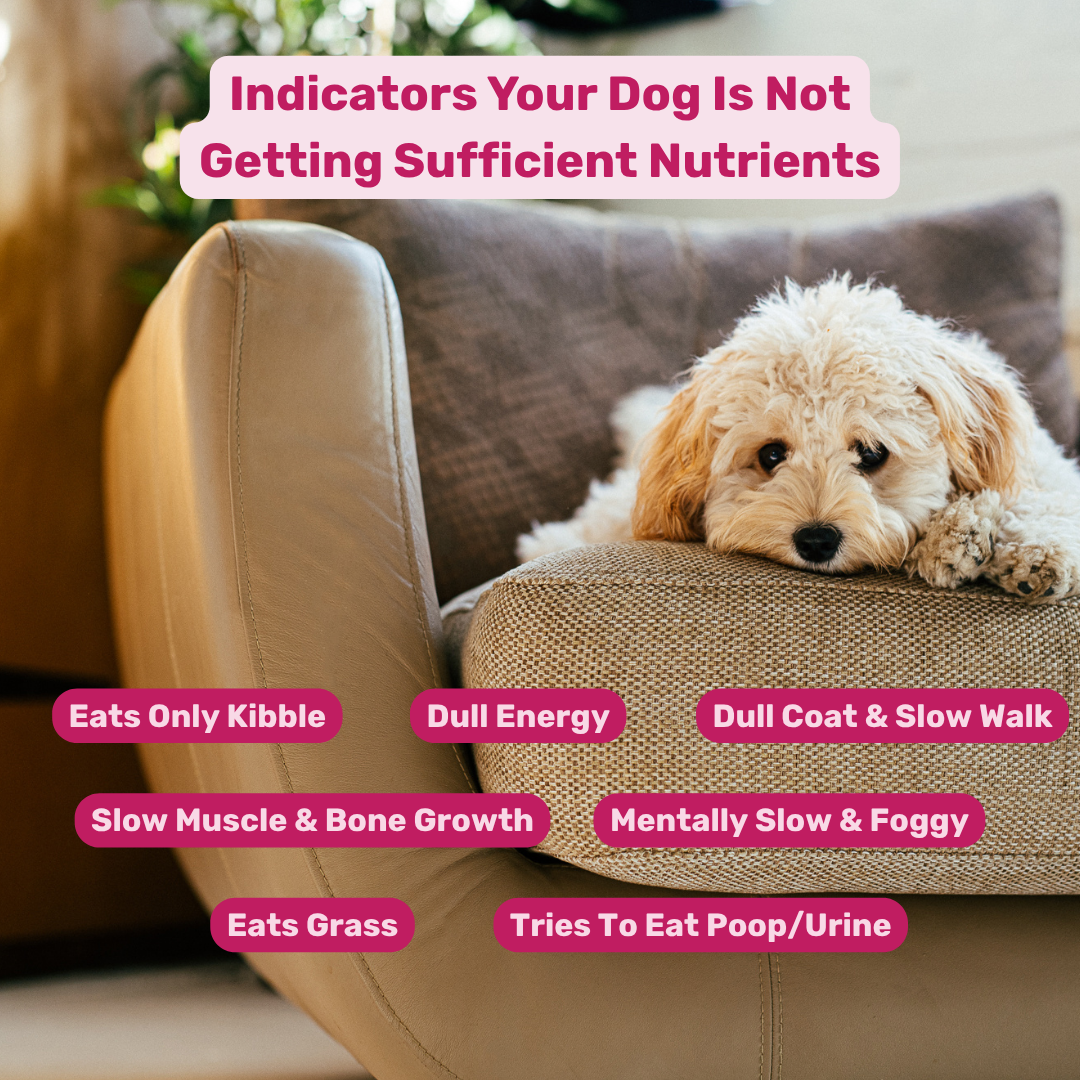 Immunity & Multivitamin Chews Combo