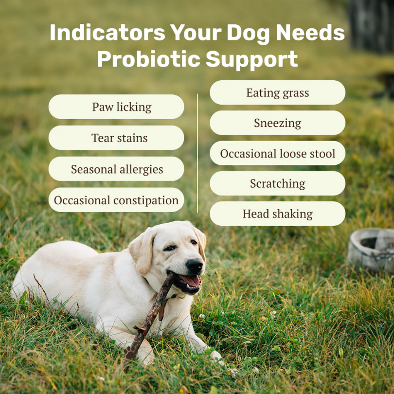 Probiotic & Skin Combo
