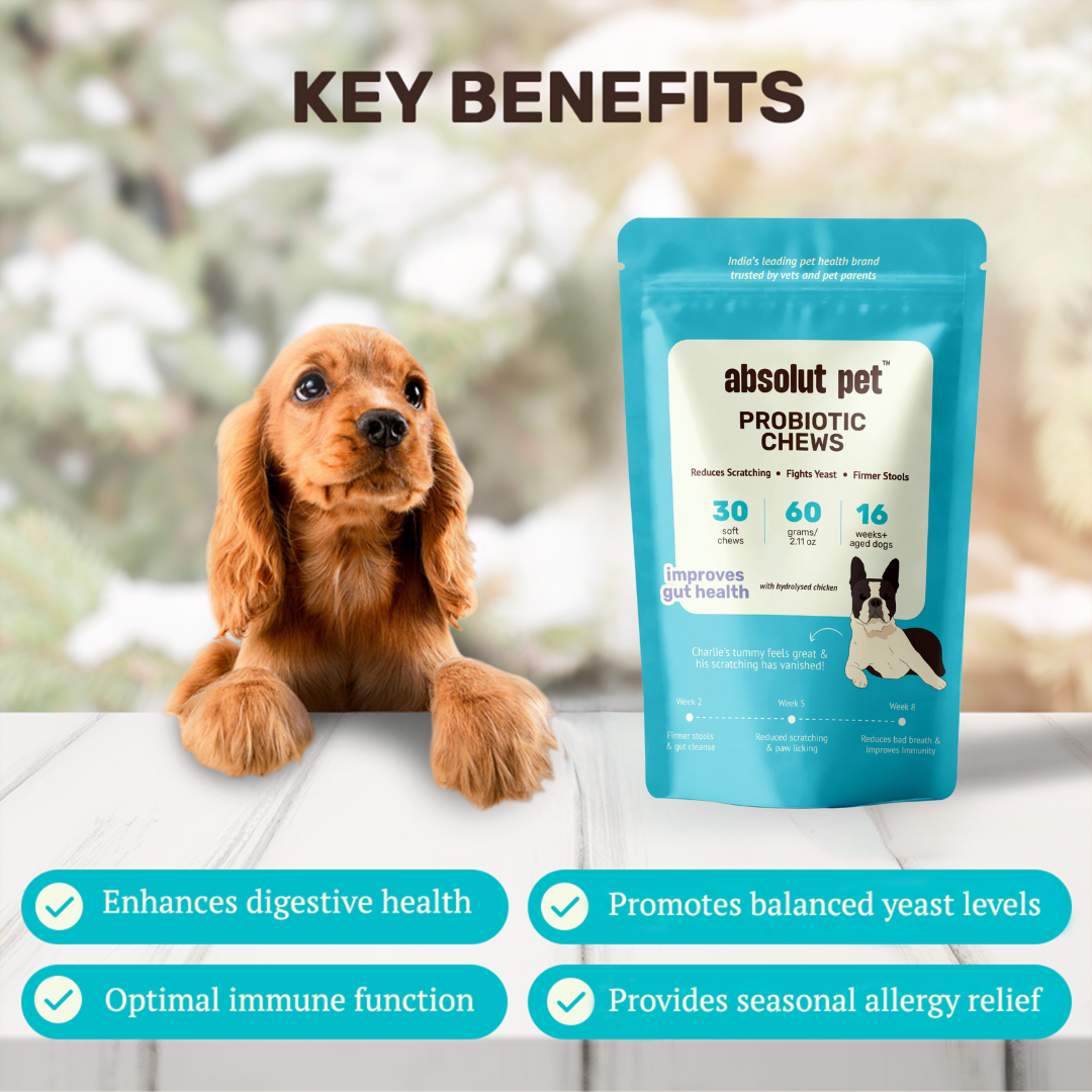 Probiotic & Gut Chews | #1 Probiotics for Dogs – Absolut Pet India